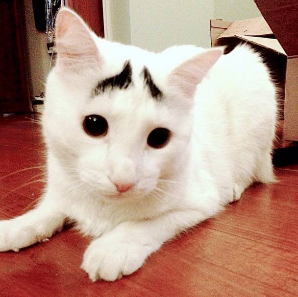 Sam, the Cat with Eyebrows