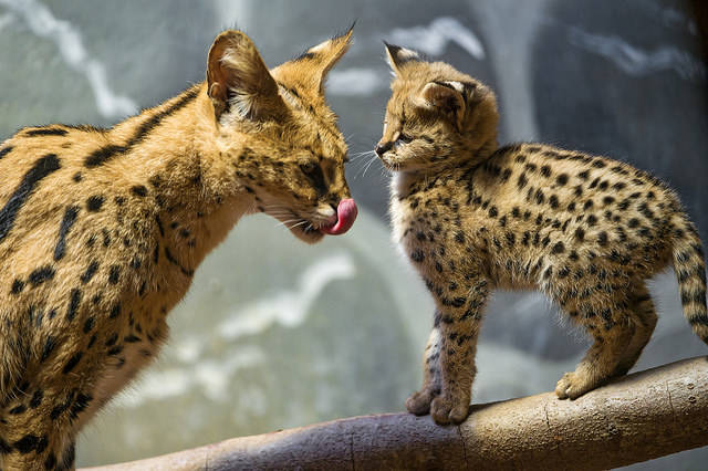 This serval kitten and her mom are too cute in their matching spots.