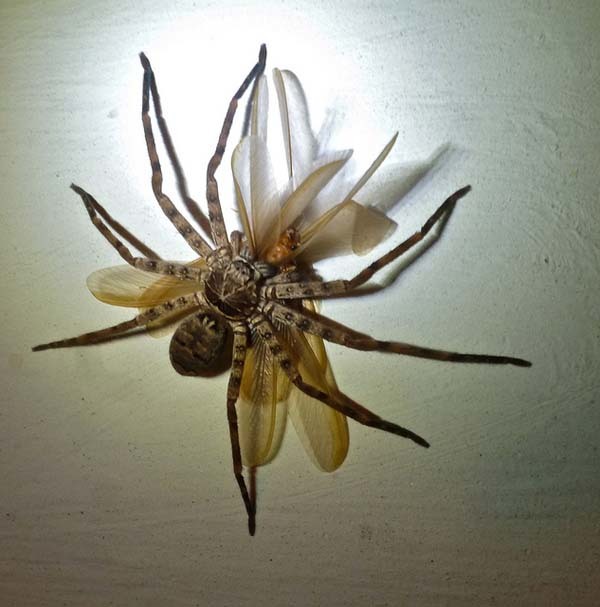 10.) Huntsman Spiders: These spiders are big. And, depending on where you live in the world, you can find them in your own home. It doesn’t use a web to catch its prey, it’ll actually use its unreasonably huge legs to chase down its food. Thankfully, it’s not poisonous.