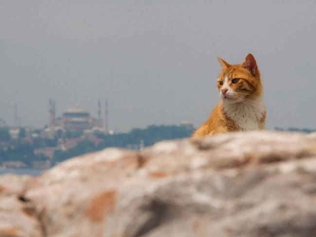 Enjoying the view in Istanbul's Hagia Sophia.