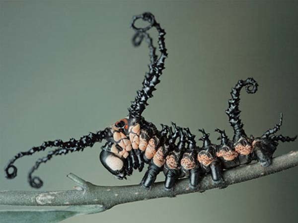 16.) Brahmin Caterpillar: You don’t think living nightmares exist? Well, you’re WRONG. These caterpillars look like a creation of Tim Burton, like tiny terrors, but they can’t harm you.