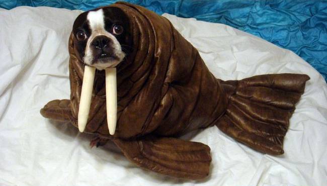 This dog once did not know the concept of shame, but is now a walrus.