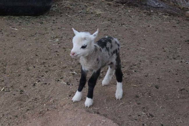 Butterfly is the adorable offspring of a sheep and a pygmy goat.