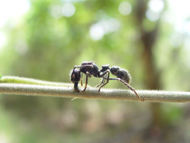 Bullet ant : 4.0+ on the pain scale. 
“Pure, intense, brilliant pain. Like walking over flaming charcoal with a 3-inch nail in your heel.”