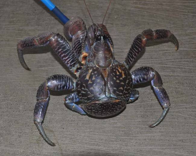 The coconut crab is a species of hermit crab, but way bigger. They can grow to be up to 3 feet long, and weigh almost 10 pounds.