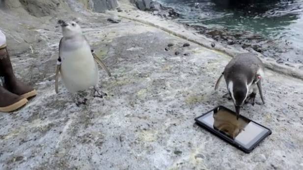 The penguins come right up when the iPad is brought in and begin playing. This allows caretakers to get close to them for examinations.