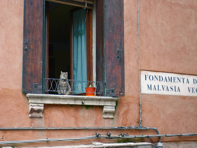 Checking out what's up in the streets of Venice.