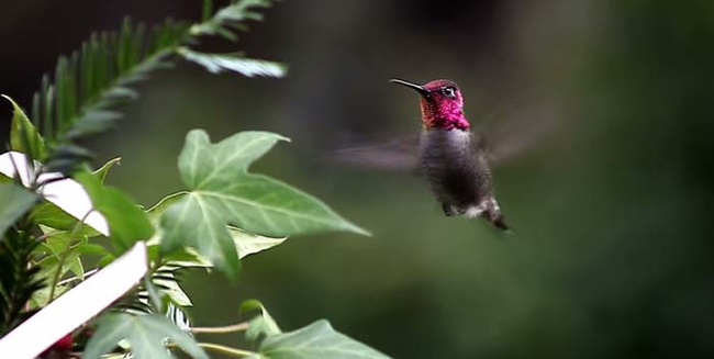 7.) Hummingbirds.