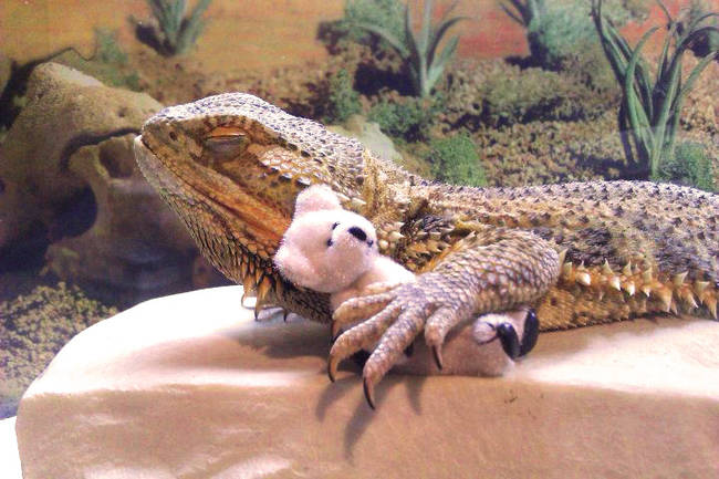 Nap time with his teddy bear friend.