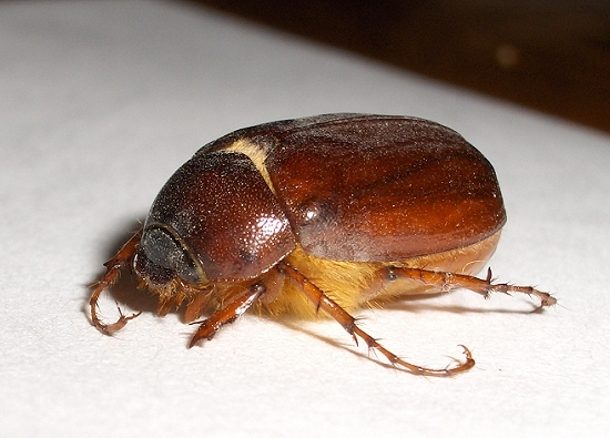 June Bugs - These beetles have been found in several ear and mouths of people, causing hearing disturbances.