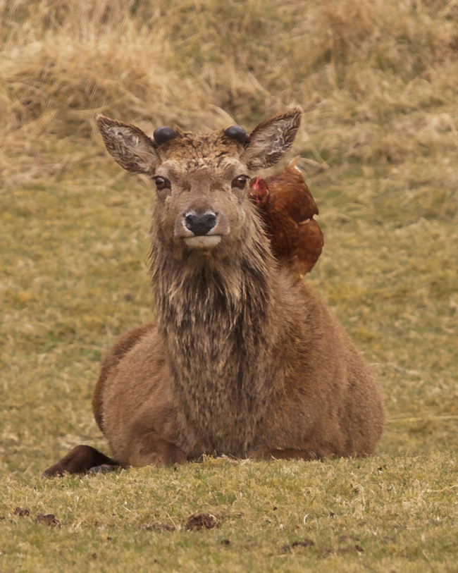 That doesn't mean the deer should let the chicken walk all over them like that.