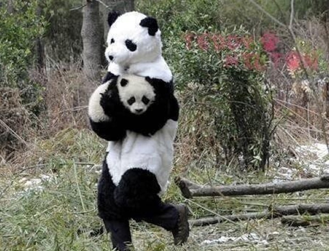 11.) Panda researchers in China dress as older pandas to make the younger ones feel more at ease in their environment.