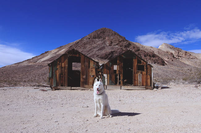 Rhyolite, Nevada