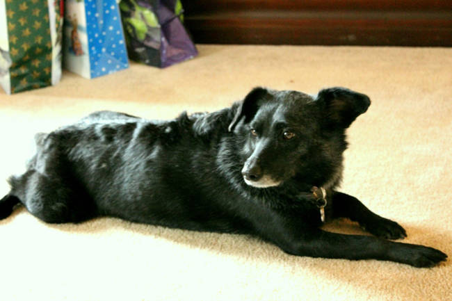 Corgidor Retriever: labrador and corgi