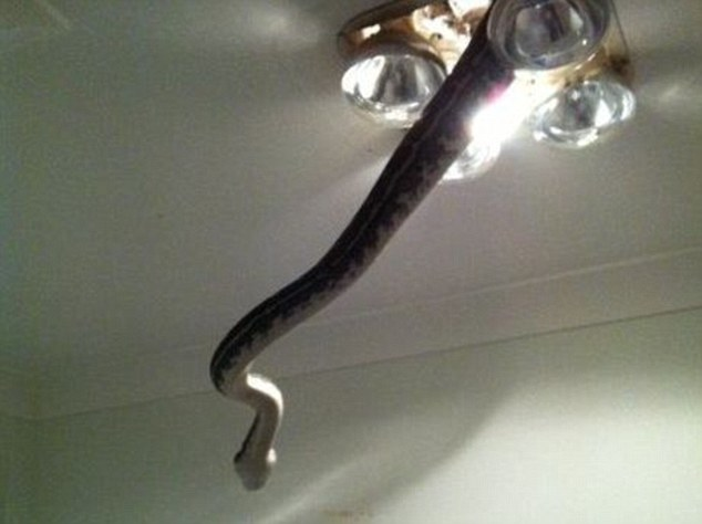 A company called Snake Catchers from Brisbane posted the series of photos on its Facebook page.