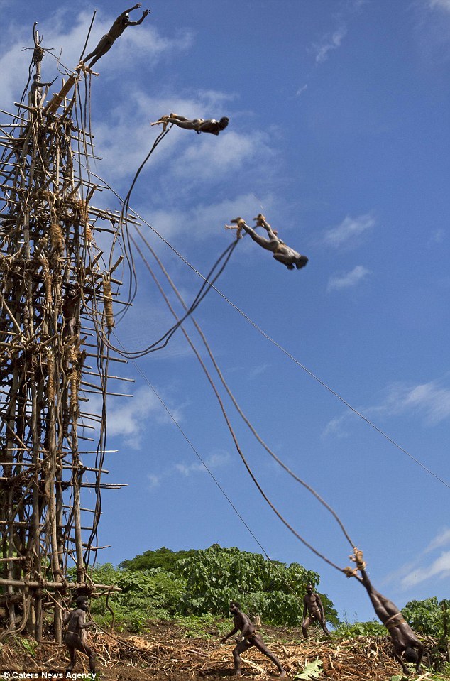 The men jump from self made wooden platforms 90 feet in the air with only vines attached to their ankles for safety.