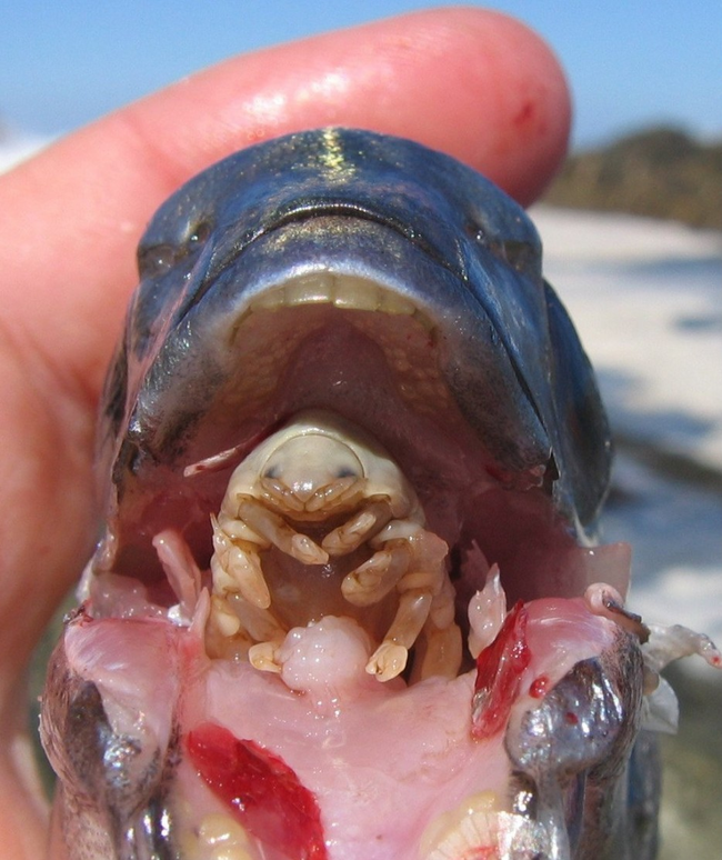 1.) Alien-Tongue Fish Zombie