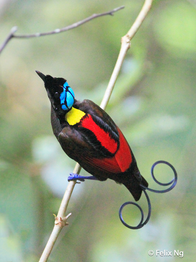 1.) Wilson's Bird-of-Paradise