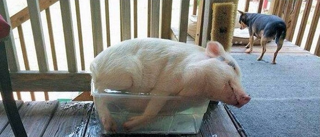 This pig has an interesting take on the ice bucket challenge.