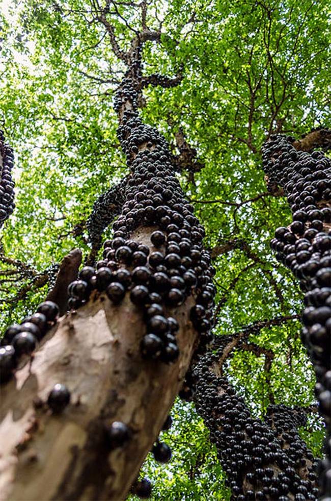 I still can't get over how weird these trees look.