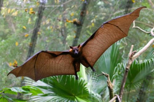 15.) The reason bats don't walk, is because they can't. Their leg bones are too thin.