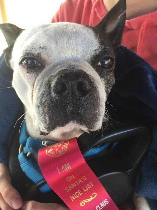 Butch the dog was found roaming the streets of Pinson, Alabama, after spending two years on the streets. Butch had to eat scraps from garbage cans to survive until he was found a week before Thanksgiving.