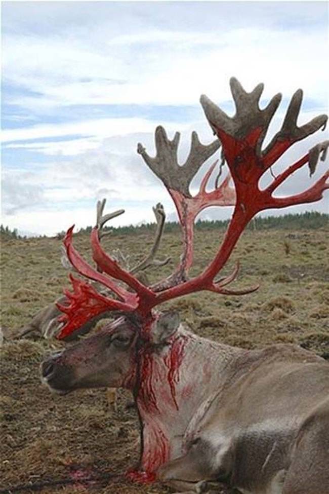 3.) Those antlers are <i>real</i> special.