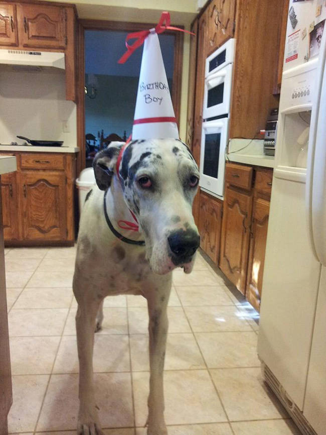 Someone's judging their homemade birthday hat.