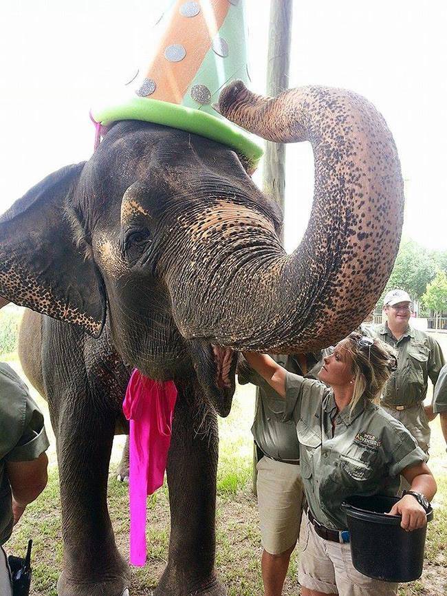 5.) An elephant never forgets...her birthday.