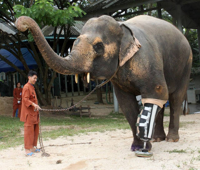 This gentle giant and his prosthetic leg are ready to goof around.