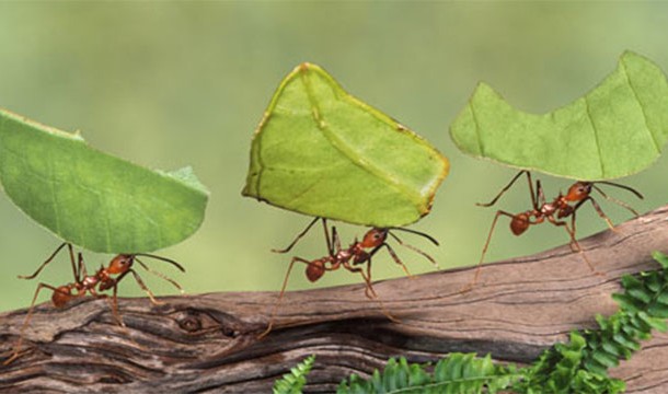 8. Myrmecophobia: Fear of ants.