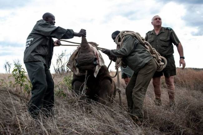 Their hope is to maintain their ability to remain and grow in population while remaining in South Africa.