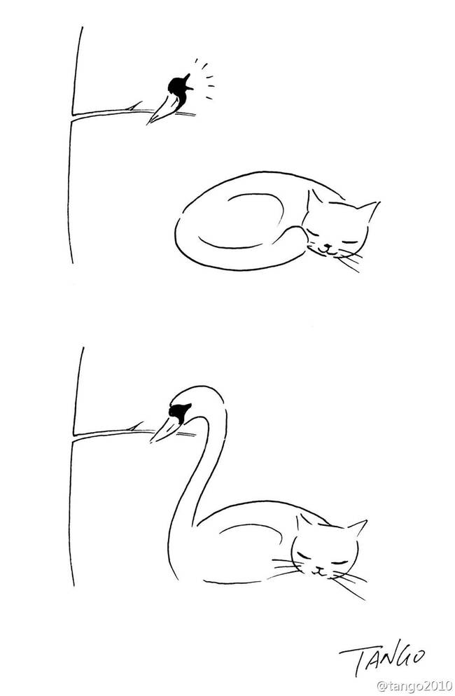 The cat swan.