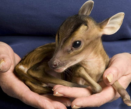 Meet Rupert, one of the center's most famous patients.