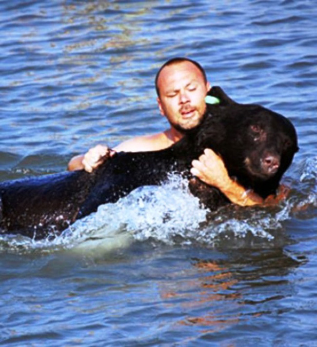 2.) Biologist Adam Warwick came to the rescue of this 400 lb. black bear when a tranquilizer dart caused it to panic and run into the nearby waters. It was safely returned to Osceola National Forest in Florida.