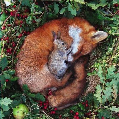 7.) This little red fox keeps his bunny bestie warm while they nap.