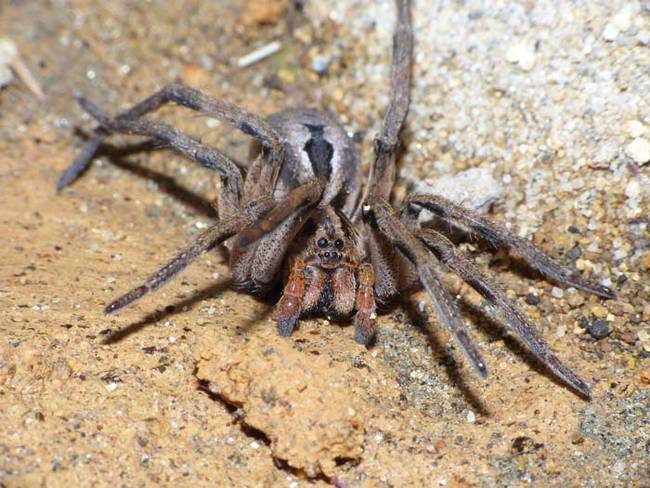 The spider is a very poisonous pinktoe tarantula.