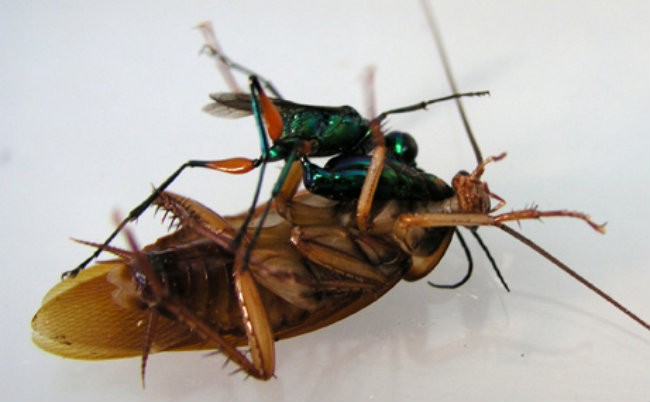 7.) Cockroach Cradle Zombie