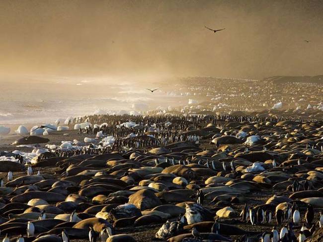 Elephant seals and penguins.