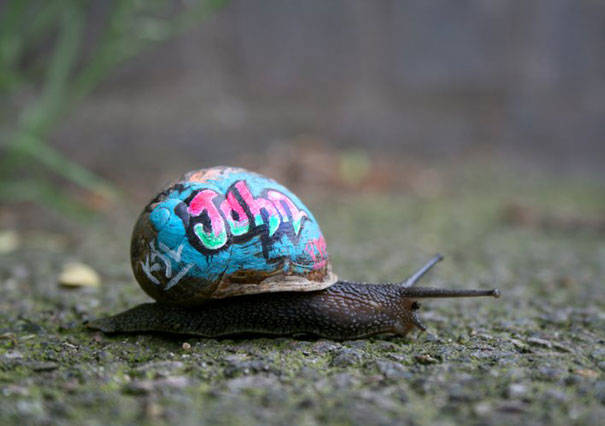 This snail's paint job lets it blend into urban environments.