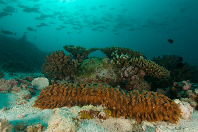 As a <a href="https://animals.nationalgeographic.com/animals/invertebrates/sea-cucumber" target="_blank">defense mechanism</a>, sea cucumbers spew portions of their internal organs through their anus.