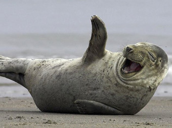 These Adorable 19 Seals Can’t Stop Laughing And You Won’t Be Able To, Either, LOL