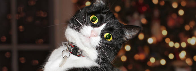 You Should Just Give Up: Your Cats Will Always Win At Christmas Time