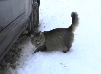 A 3-Month-Old Survived Sub-Zero Temperatures Because Of One Courageous Cat