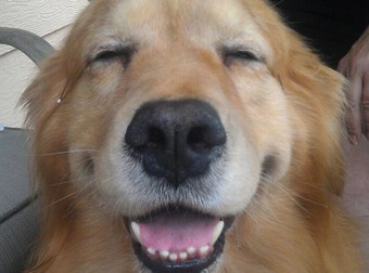 24 Blissful Pets That Are More Relaxed Than Humans Could Ever Be – Prepare To Smile