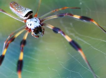 This Footage Of A Spider Eating A Snake Is The Stuff Of Nightmares