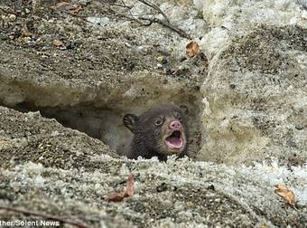 A Sweet Baby Bear’s Reaction To The Outside World Will Have You Laughing So Hard