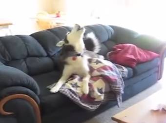 This Lazy Husky Likes Having His Television Time A Little Too Much