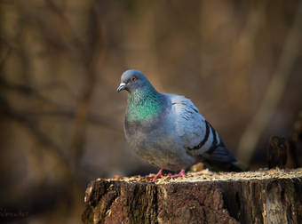 This Doctor Used Pigeons To Get Groundbreaking Bird’s-Eye View Pictures