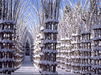 A Gorgeous Outdoor Cathedral Made Of Live Trees Grows In Northern Italy